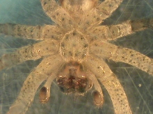 Spider from my garage (belly)
