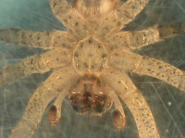 Spider from my garage (belly)