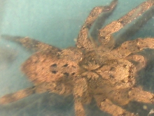 Spider from my garage