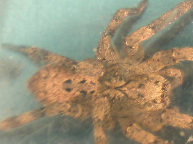 Spider from my garage