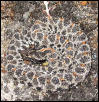 Pygmy Rattlesnake