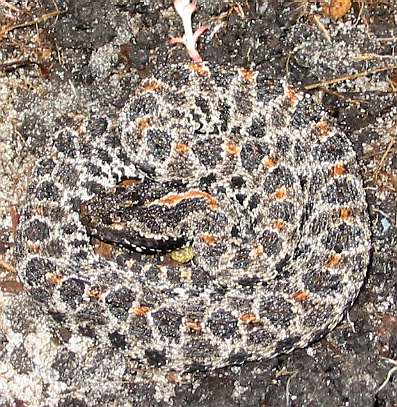 Pygmy Rattlesnake