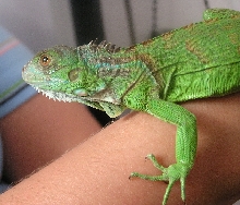My first iguana...Beyonce