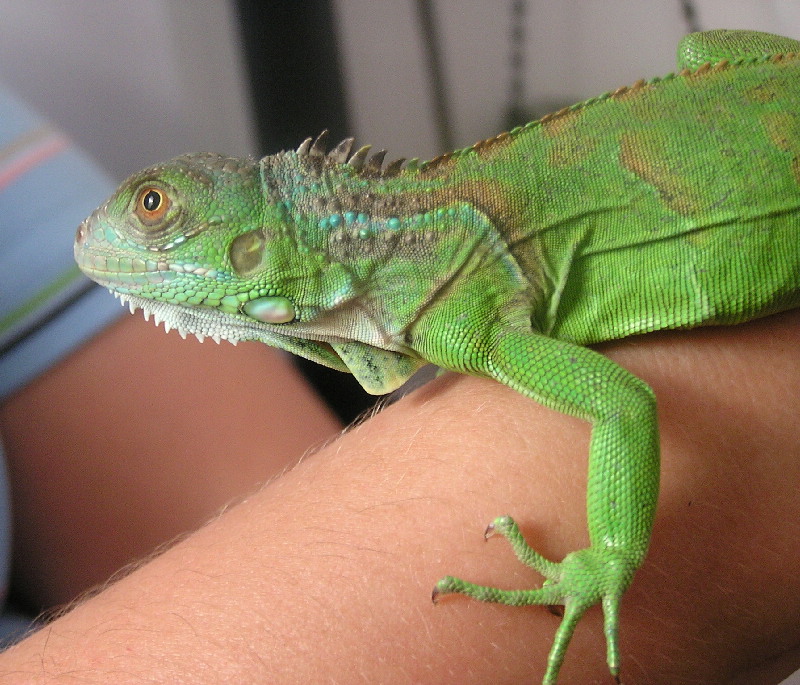 My first iguana...Beyonce
