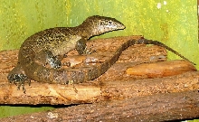 Nile monitor