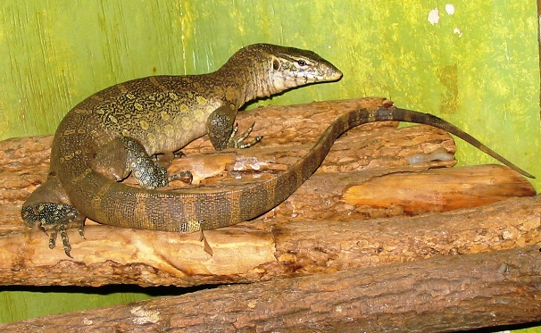 Nile monitor