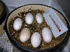 6 eggs incubating