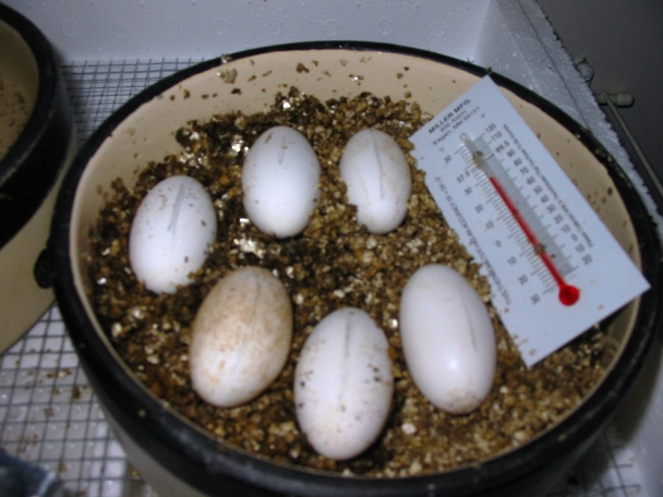6 eggs incubating