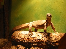 Argus on log