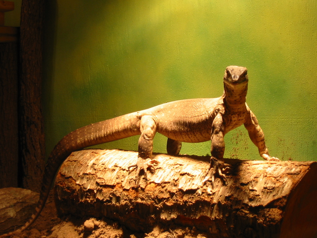 Argus on log