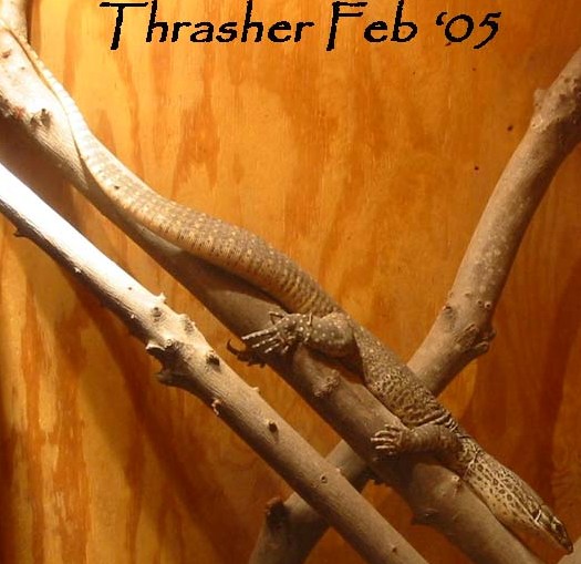 thrasher777
