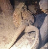 zAckies mating