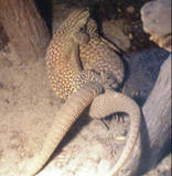 zAckies mating