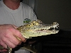 Spec. Caiman