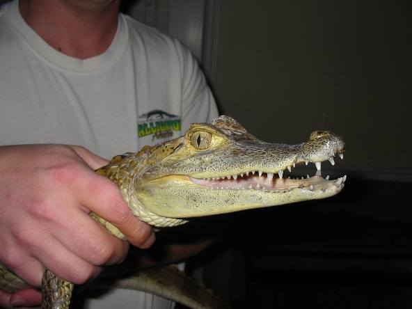 Spec. Caiman