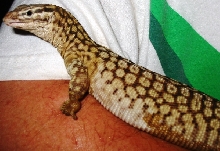ackie1