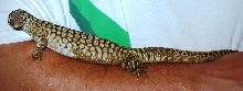 ackie2