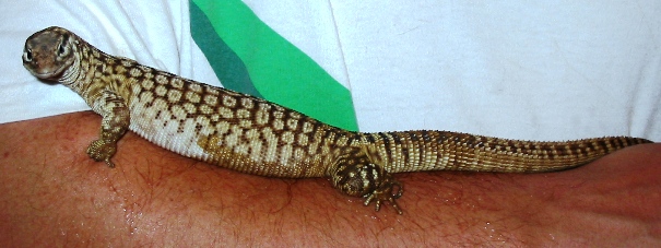 ackie2