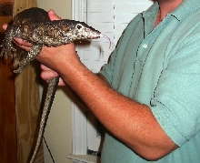 Female Dumeril