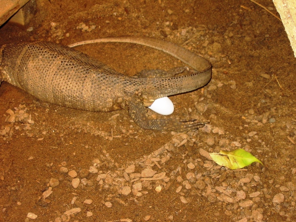 Dumeril Laying
