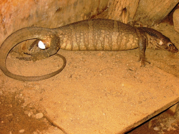 laying 6th egg