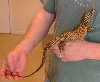 Male ackie 2