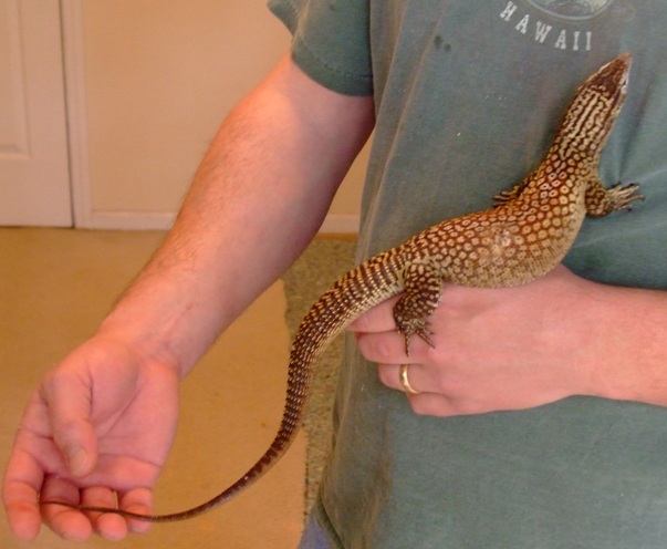 Male ackie 2