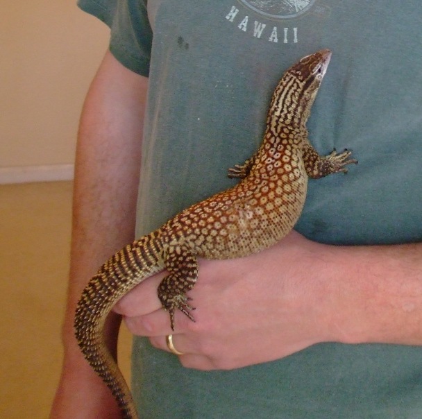 Male ackie