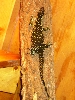 Nile on tree