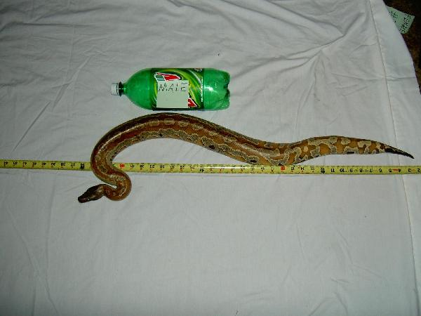 female #2