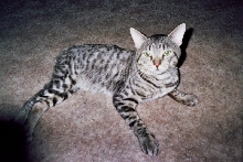 fritz the bob  kat i rescued