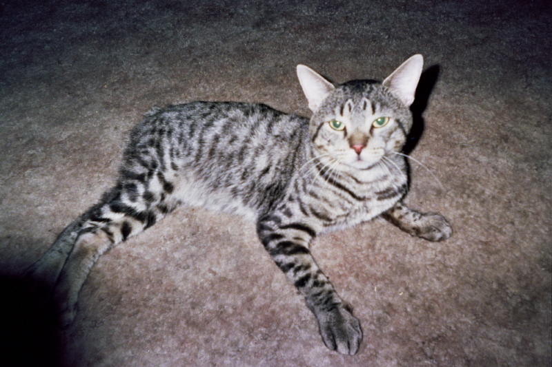 fritz the bob  kat i rescued