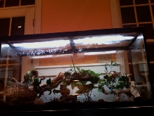 green anole tank