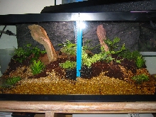Dart Frog Cage