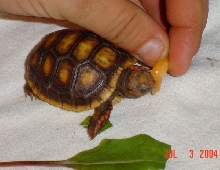Fire enjoying his canteloupe.