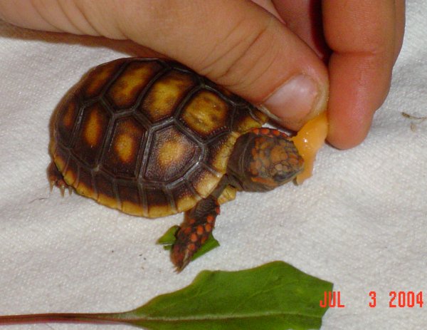 Fire enjoying his canteloupe.