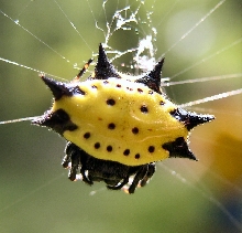 Gasteracantha cancriformis