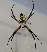 Argiope