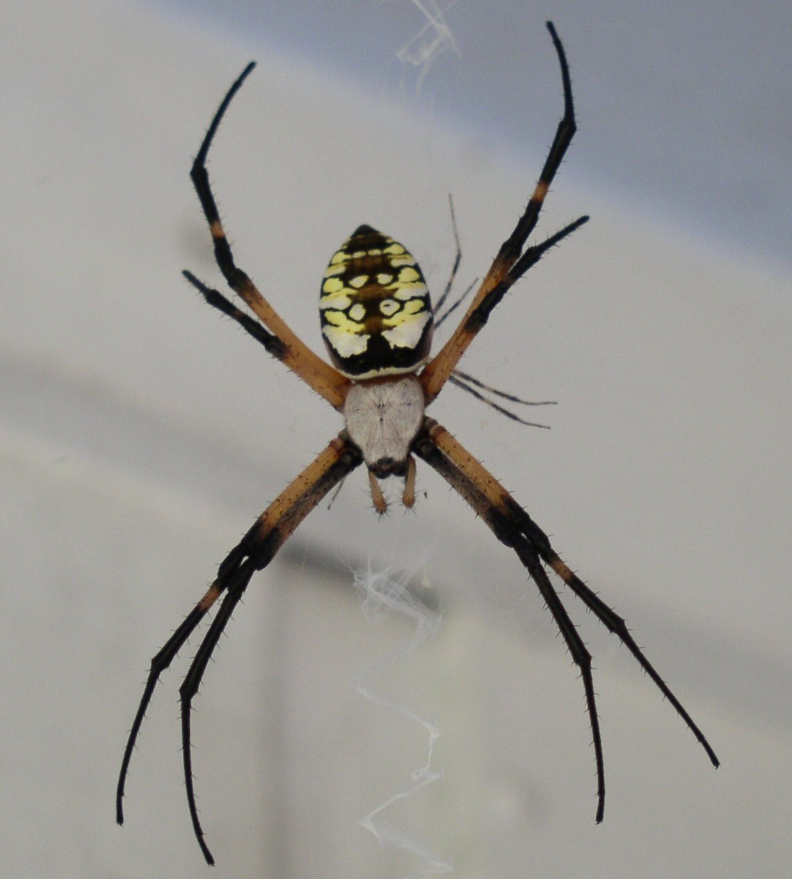 Argiope