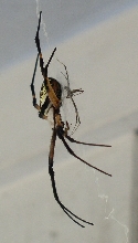 Argiope mating