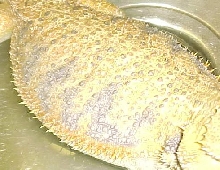 george4