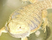 george5