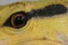 Guess the species