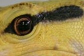 Guess the species