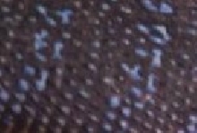 Can You guess the species??