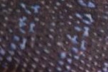 Can You guess the species??
