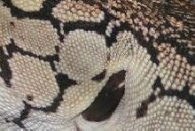 Can You guess the species??