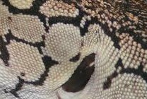 Can You guess the species??
