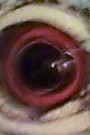 Can You guess the species??