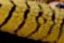 Can You guess the species??